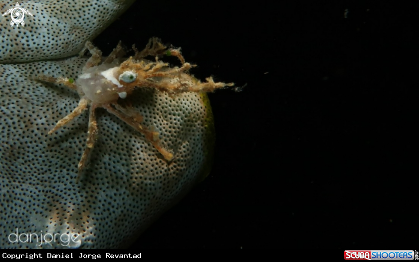 A Shrimp