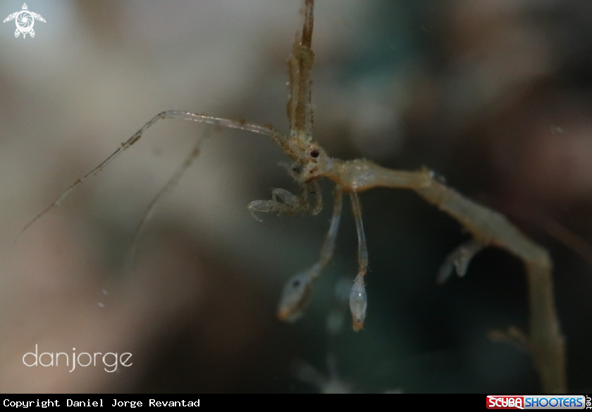 A Skeleton Shrimp