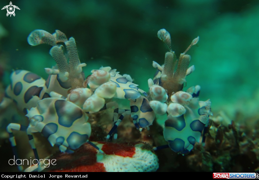 A Harlequin Shrimp