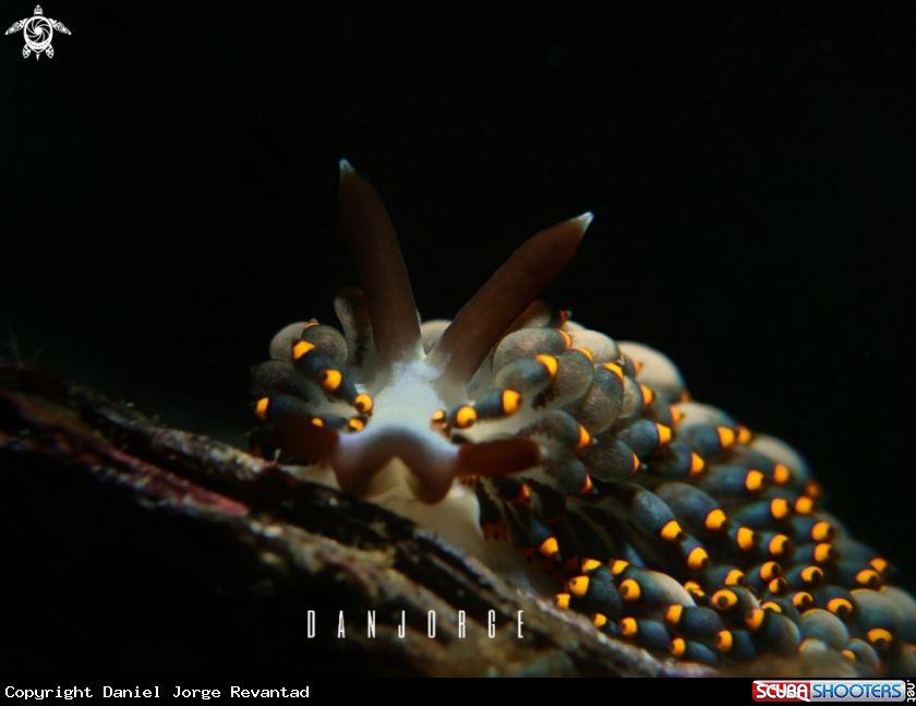 A Nudibranch