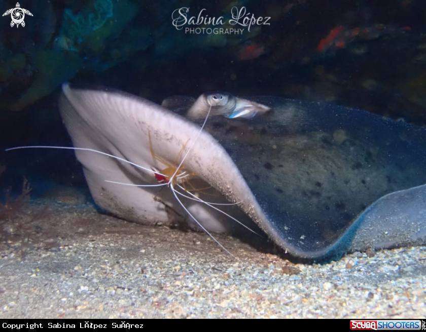 A Lysmata grabhami and Taeniura grabata