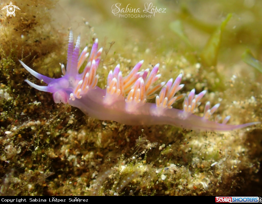 A Nudibranch