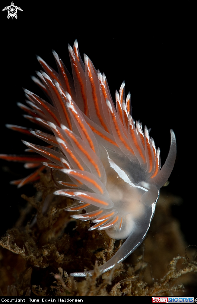 A Fjordia lineata