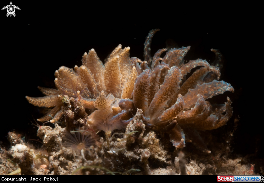 A Phyllodesmium crypticum