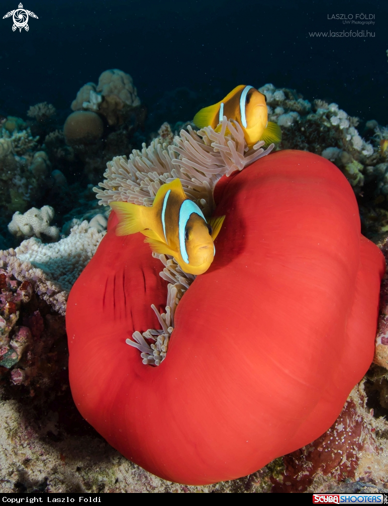 A Clownfish 
