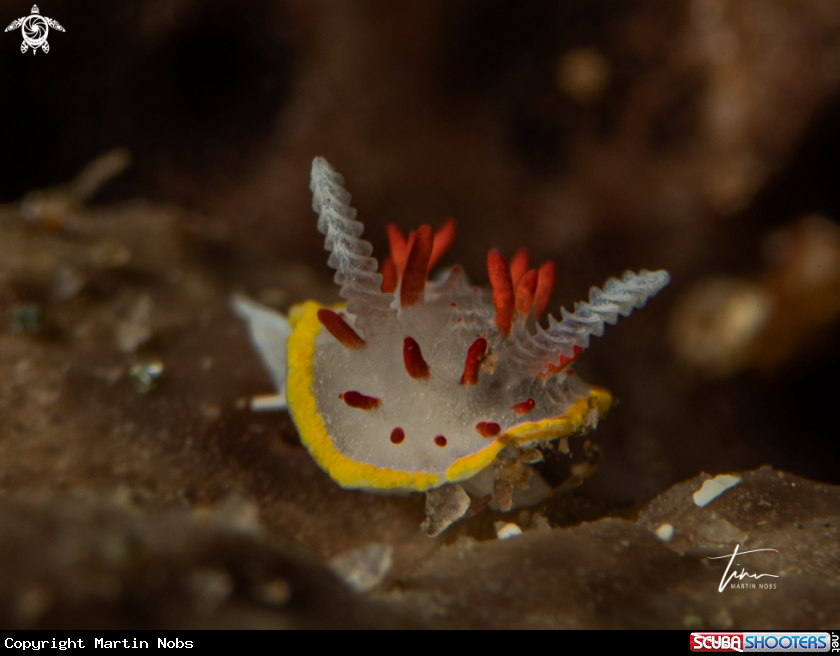 A Diaphorodoris papillata