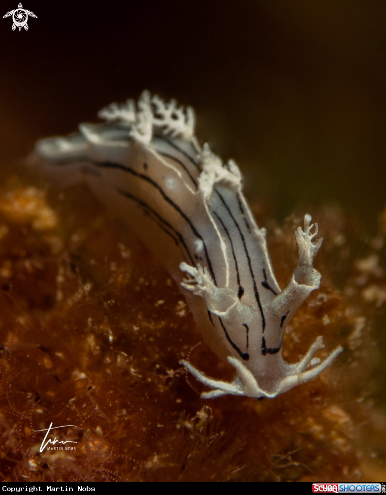 A Duvaucelia striata