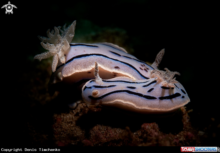 A NUDIBRANCH