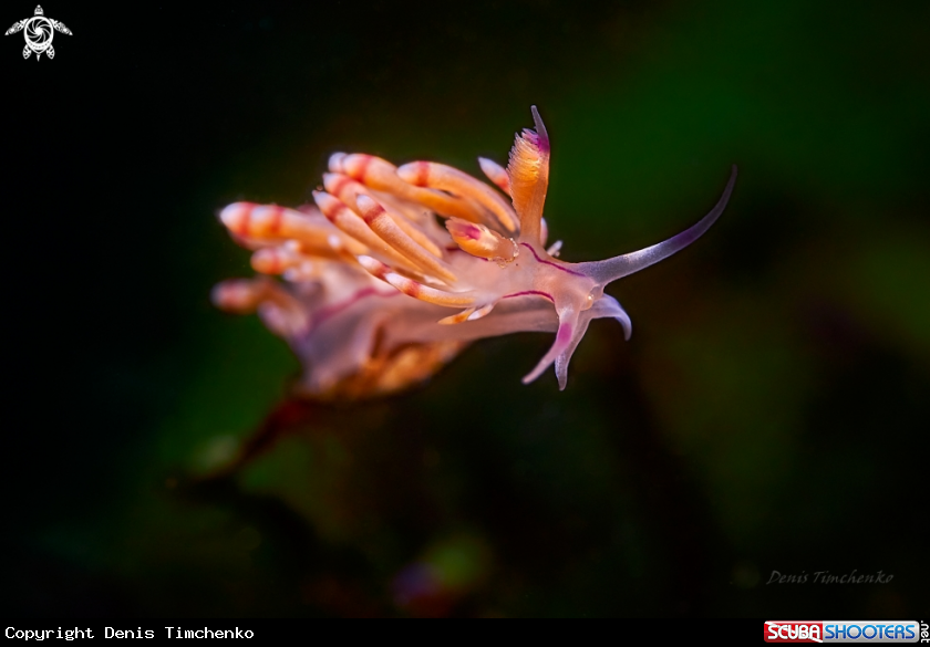 A NUDIBRANCH