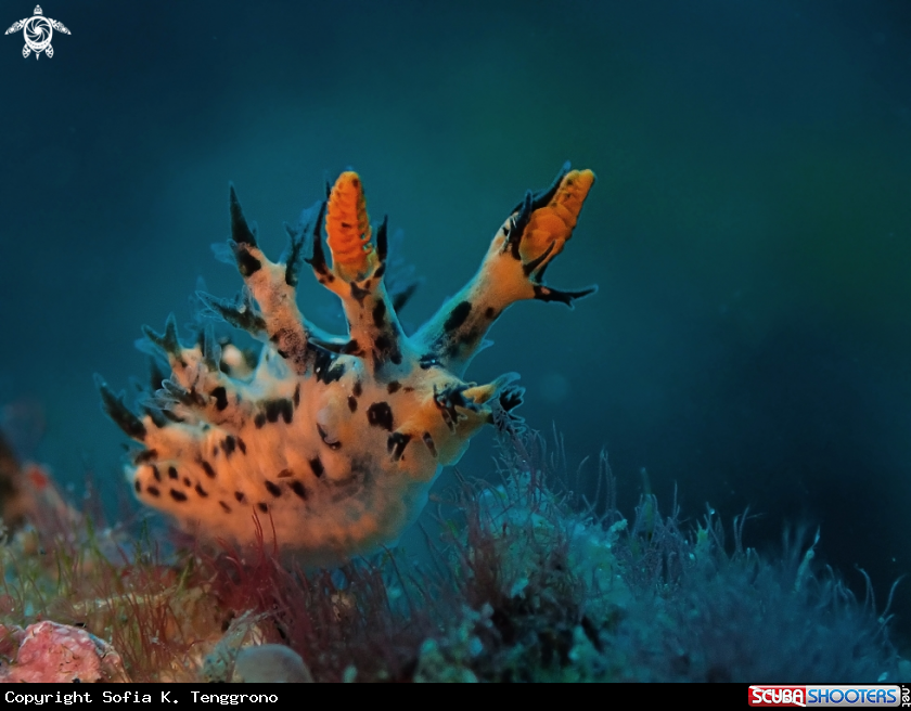 A Nudibranch