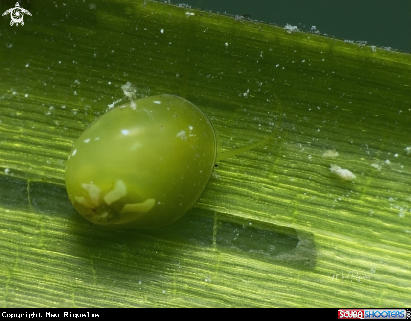 A Emerald Nerite
