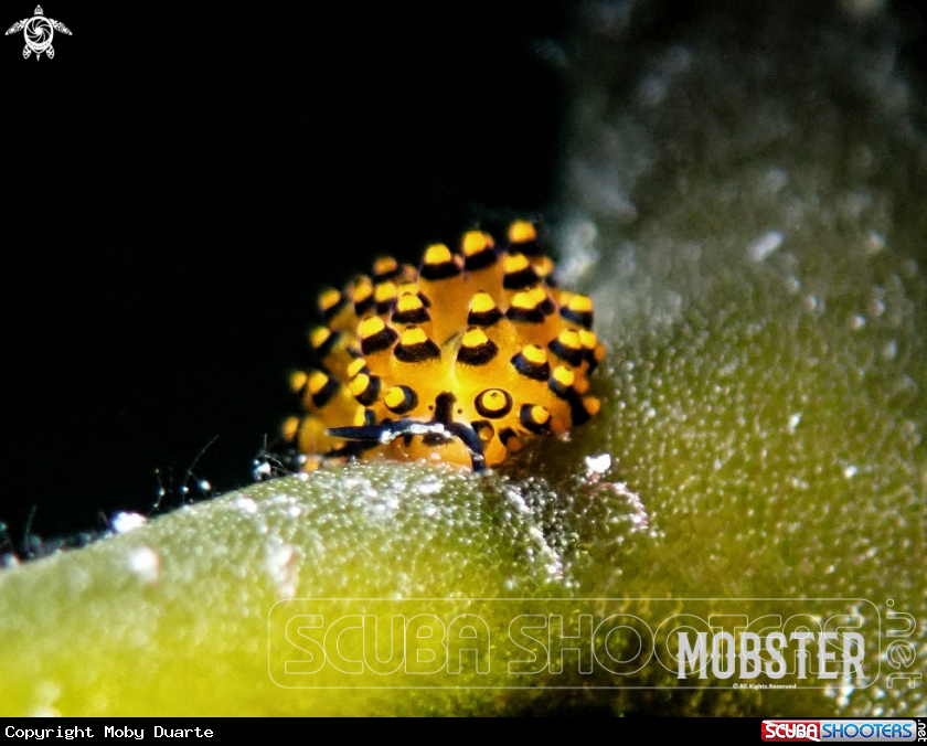 A Stiliger ornatus