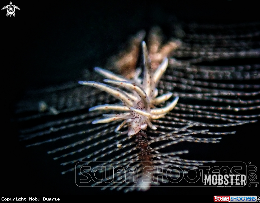 A Eubranchus sp.