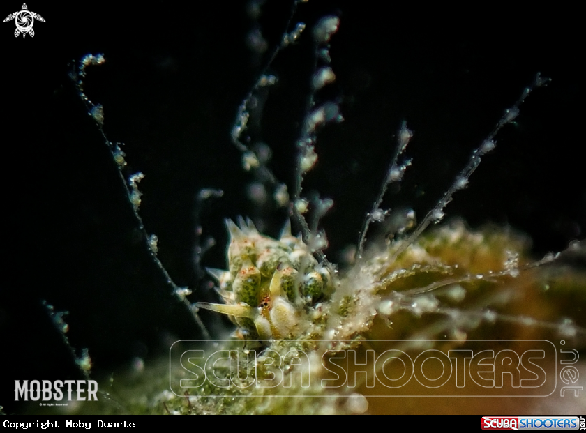 A Costasiella kuroshimae 