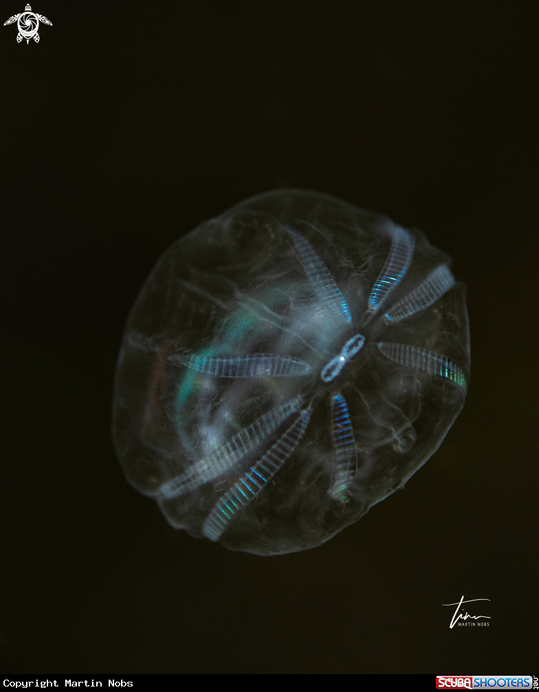A Ctenophore