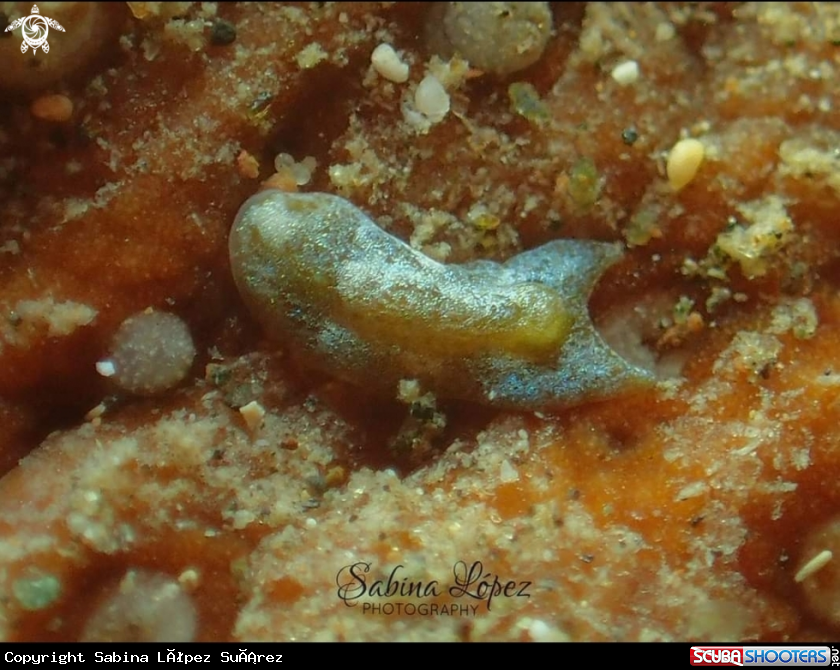 A Acoela sp.
