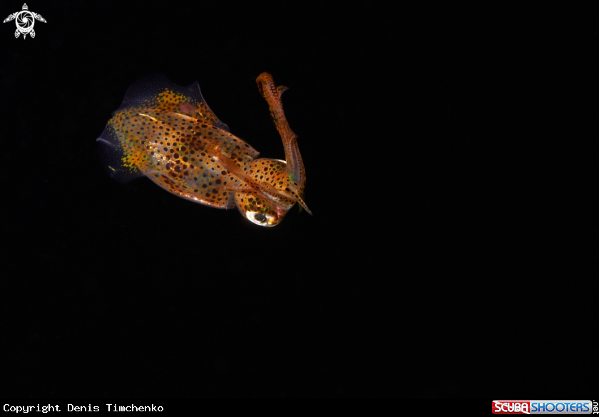 A Squid