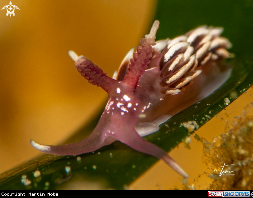A Facelinopsis marioni