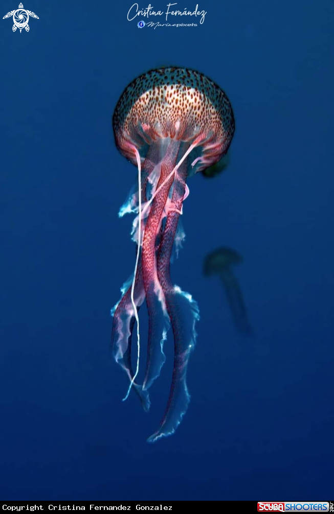 A Jellyfish