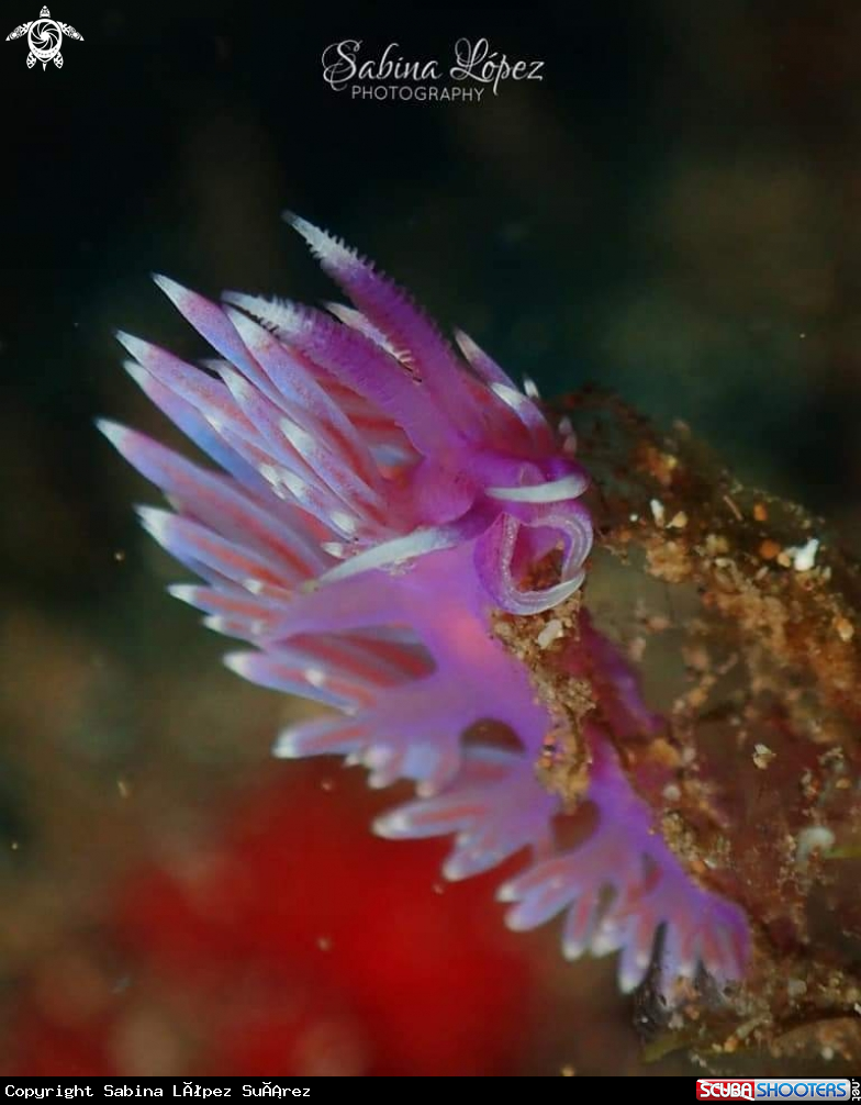 A Nudibranch 