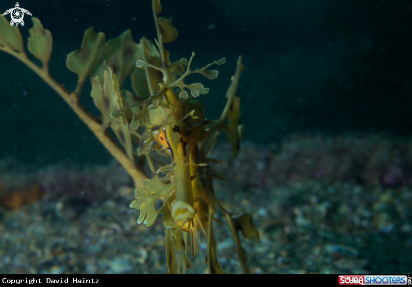 A Leafy Seadragon