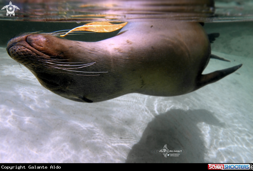 A Galapagos Sea Lion