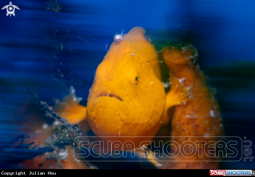 A Frogfish