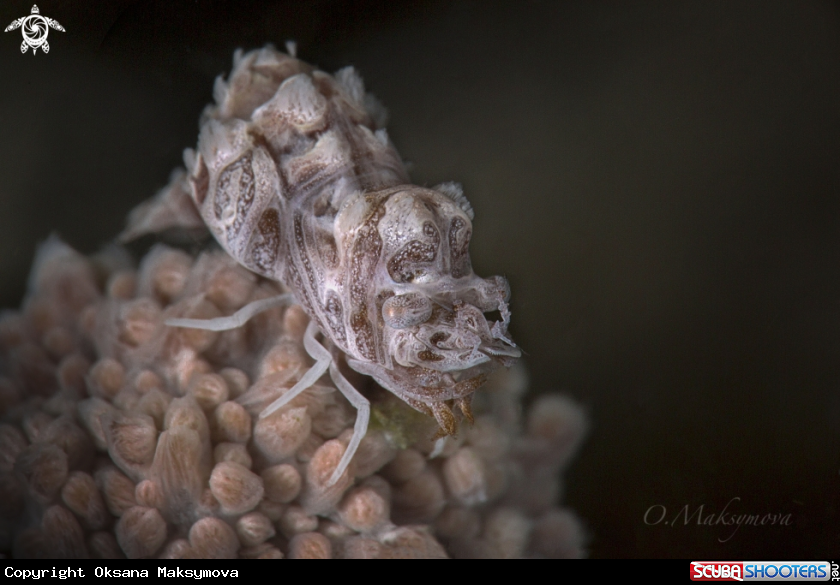 A Humpback Soft Coral Shrimp (Hippolyte dossena)