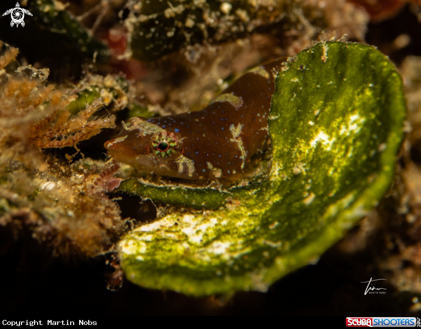 A Two spot Clingfish