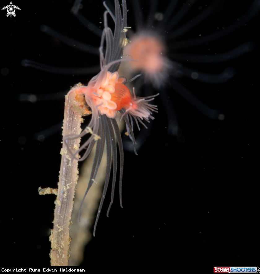 A Tubularia indivisa