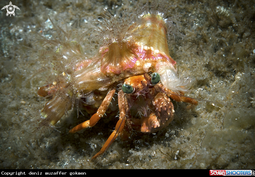 A anemone hermit crab dardanus pedunculatus 