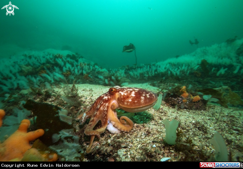 A Octopus