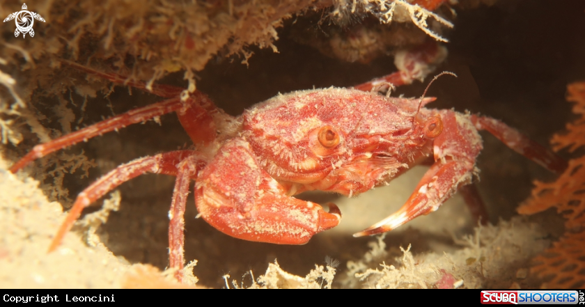 A red crab