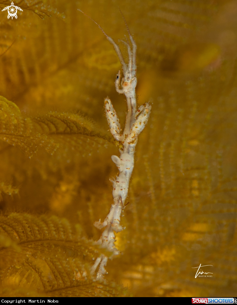 A Skeleton shrimp