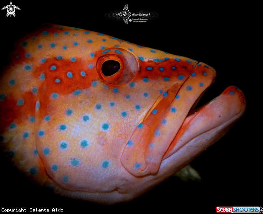 A Coral Grouper