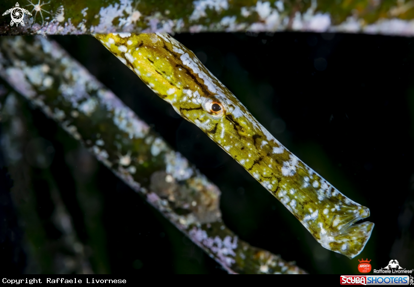 A Pipe fish