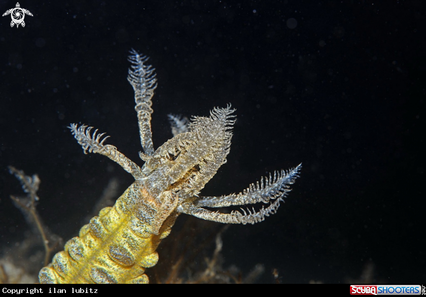 A  sea cucamber