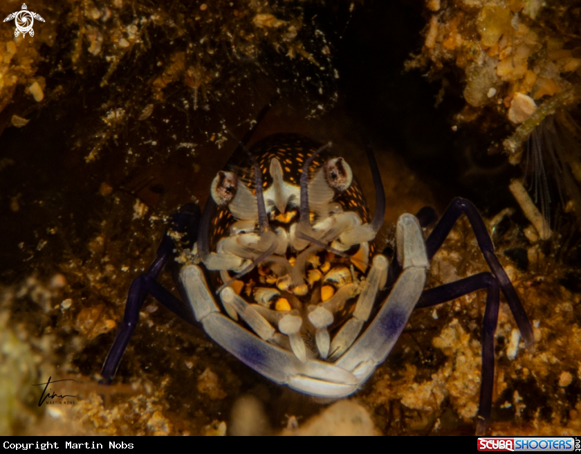 A Mediterranean Bumblebee shrimp