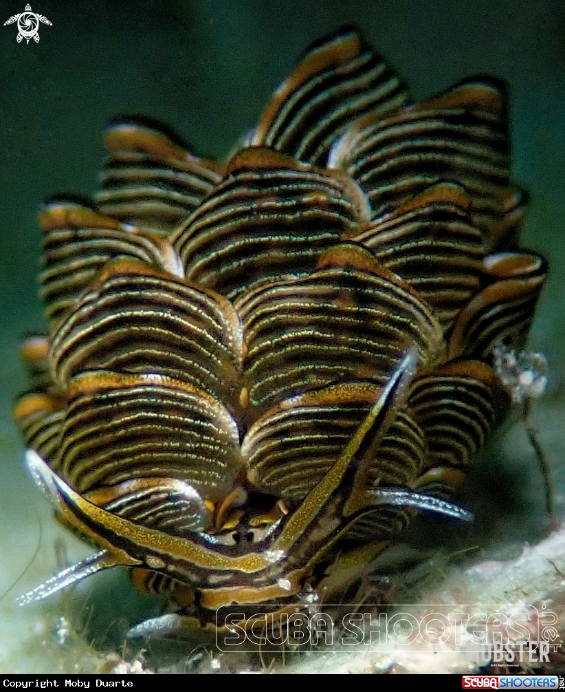 A Cyerce Nigra