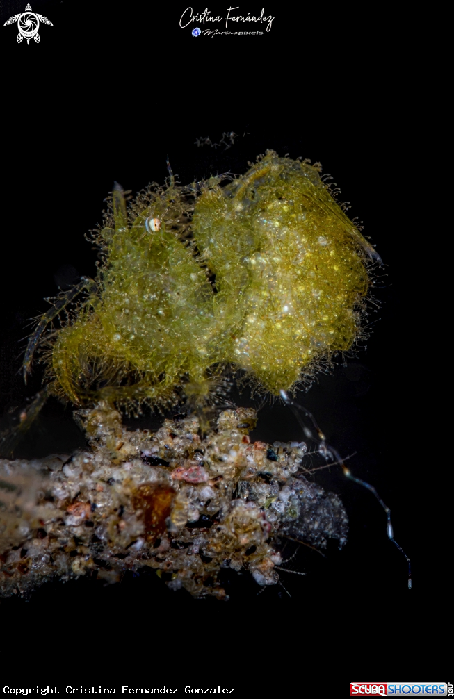 A Hairy Shrimp
