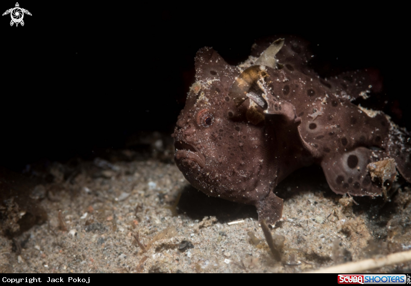A Painted frogfish