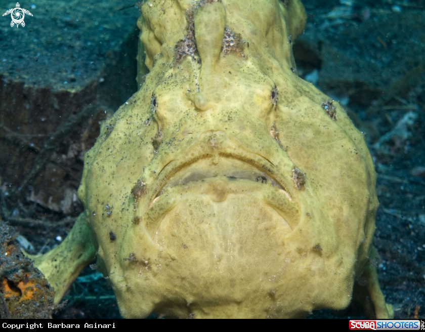 A underwater creature
