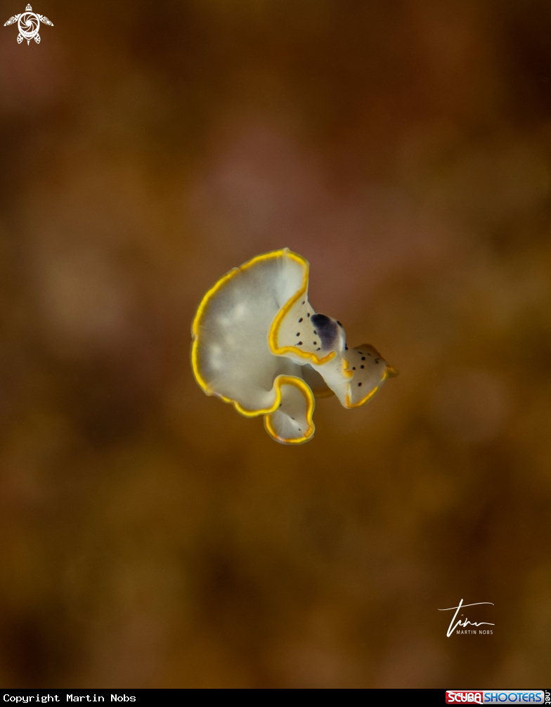 A Moseley's Flatworm