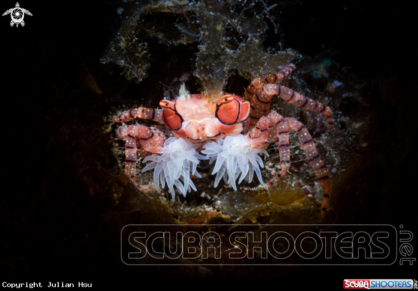 A Pom Pom Crab