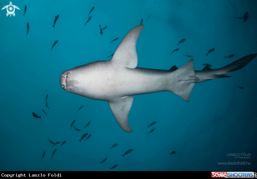 A Nurse Shark 