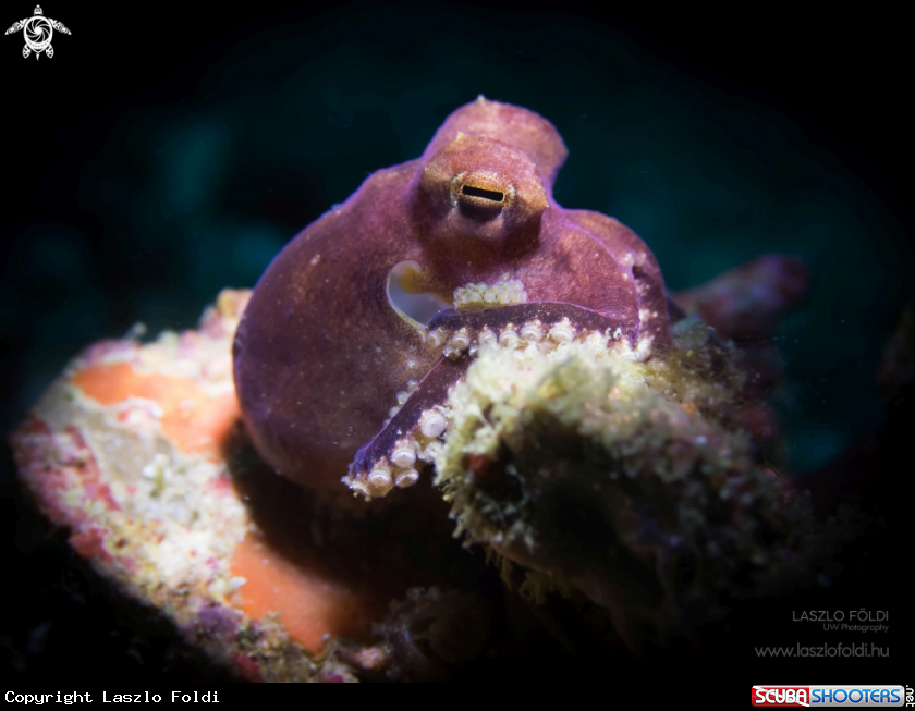 A Blue-ringed octopus 