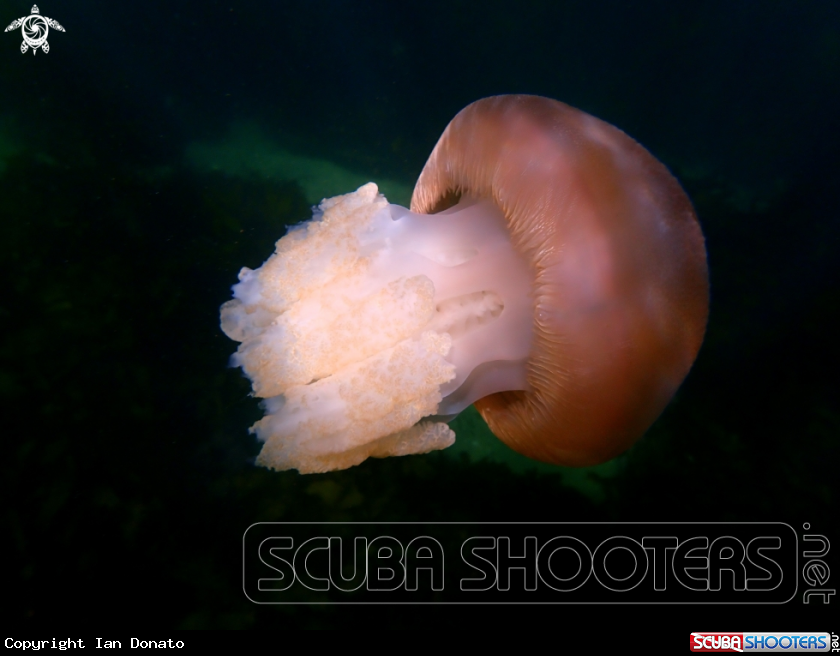 A Jelly blubber