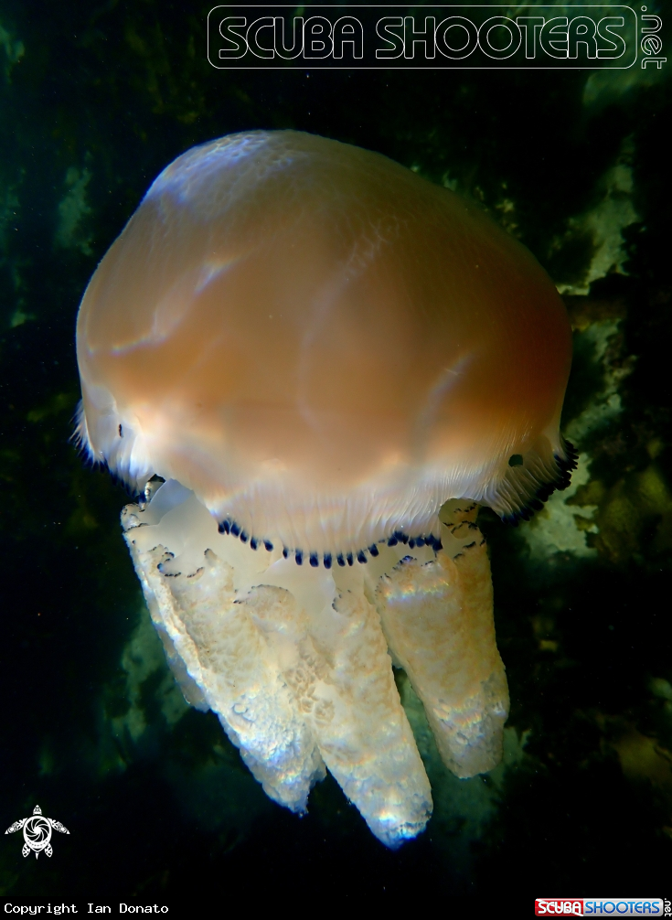 A Jelly blubber