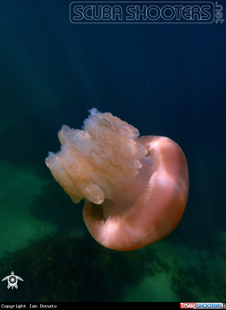 A Jelly blubber