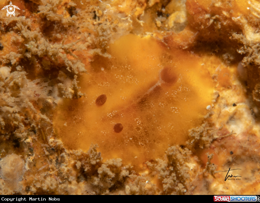 A Carminodoris boucheti